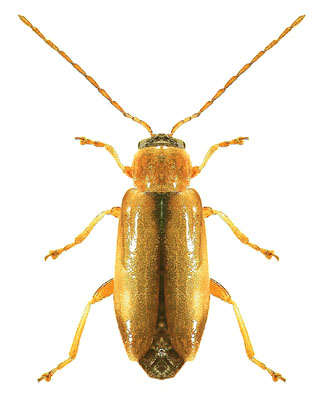 Calomicrus apicalis